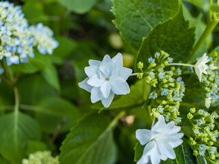 白い紫陽花