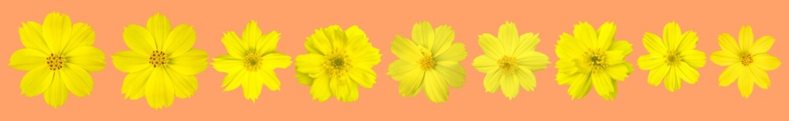 Isolated yellow cosmos flower with clipping paths.