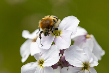 Gebaenderter Pinselkaefer auf Nachtviole