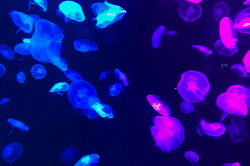 jellyfish in the water