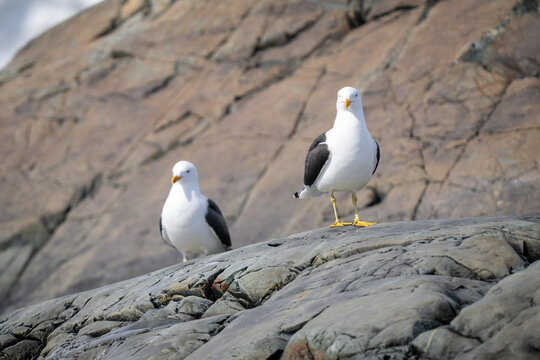 Two kelp gulls perched on rocky shoreline