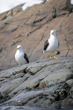 Two kelp gulls perch on rocky shoreline