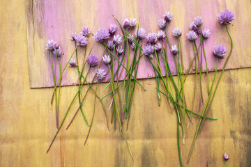 Lilac flowers on a pink background