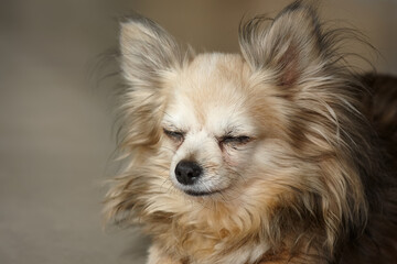 Portrait of a long haired chihuahua closed eyes