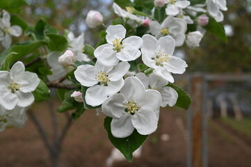 Apple tree flowers in spring morning. white flowers.