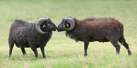 Two male black ouessant sheep with big horns
