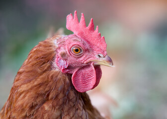 Close up of head of brown Sussex chicken