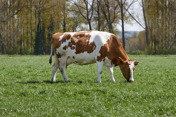 Fototapeta na wymiar White brown cow grazing in meadow