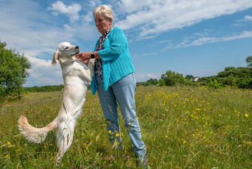 Young golden retriever puppy jumping on mature female owner in green field with blue sky 