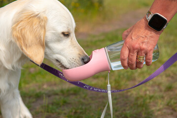 Young golden retriever puppy drinking water out of on a bottle on a hot day 