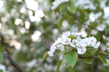 Blossom apple over nature background, spring flowers.
