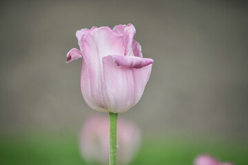 Geöffnete Tulpe in einem pinken Farbton mit einem grünen Hintergrund