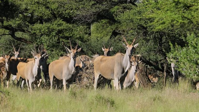 An eland antelope (Tragelaphus oryx) herd in natural habitat, Mokala National Park, South Africa