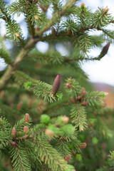 Young larch cones growing on thin twigs. small cones of European larch growing on branches with green leaves. New cones on the hanging branches of the larch. New needles. Long thin twigs.