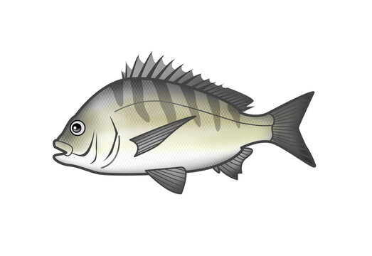 クロダイ の画像 332 件の Stock 写真 ベクターおよびビデオ Adobe Stock