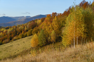 Autumn morning Carpathian Mountains calm picturesque scene, Ukraine. Peaceful traveling, seasonal, nature and countryside beauty concept scene.