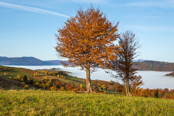 Fototapeta premium Foggy autumn mountains scene. Peaceful picturesque traveling, seasonal, nature and countryside beauty concept scene. Carpathian Mountains, Ukraine.