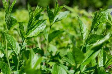 Background of green small leaves stretching up