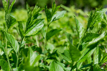 Fototapeta na wymiar Background of green small leaves stretching up