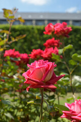 Paris, France. A red rose blooming in the Palais Royal Gardens. May 9, 2022.
