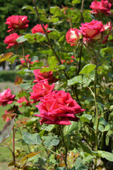 Paris, France. A red rose blooming in the Palais Royal Gardens. May 9, 2022.