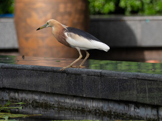 Javan pond Heron