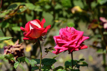Paris, France. A red rose blooming in the Palais Royal Gardens. May 9, 2022.