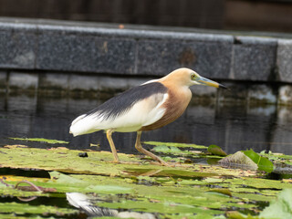 Javan pond Heron on a lily