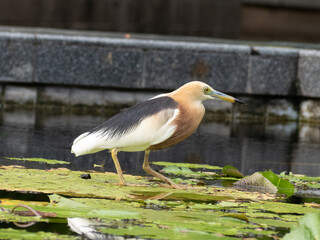 Javan pond Heron on a lily