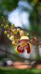 flowers from the trees in the big forest
