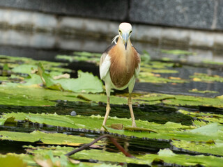 Javan pond Heron on a lily