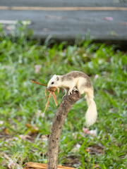 Squirrel feeding on dried banana leaf