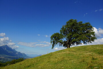 ch&ecirc;ne de Venon