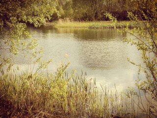 Fototapeta premium lake in the forest