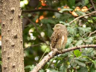 Asian Barred Owlet