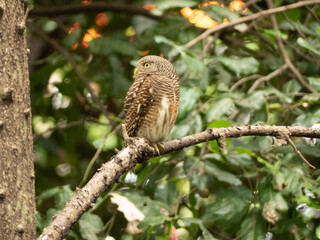 Asian Barred Owlet
