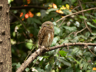 Asian Barred Owlet