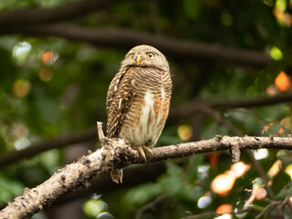 Asian Barred Owlet