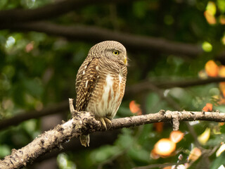 Asian Barred Owlet