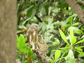 Asian Barred Owlet cleaning feathers