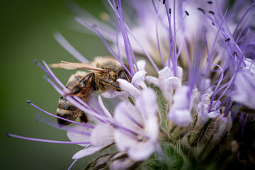 Eine Biene sitzt auf einer Bienenweide 