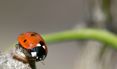 coccinelle à sept points - coccinella septempunctata
