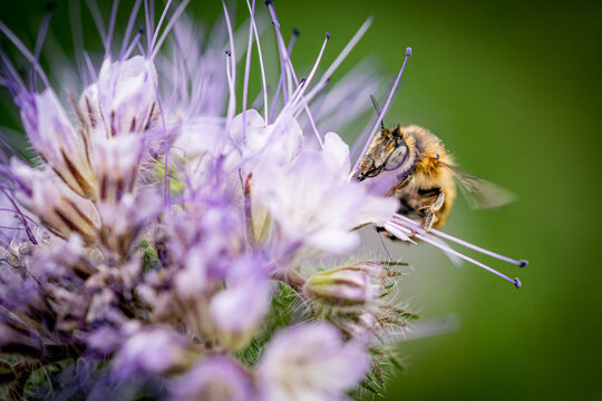 Eine Hummel trinkt Nektar auf einer Bienenweide