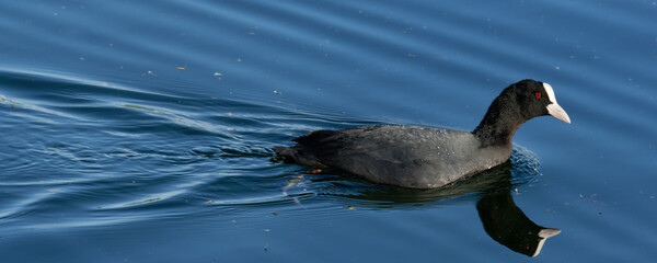 macroule -  fulica atra