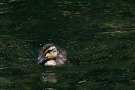 「Cannette」の画像 - 188 件の Stock 写真、ベクターおよびビデオ | Adobe Stock
