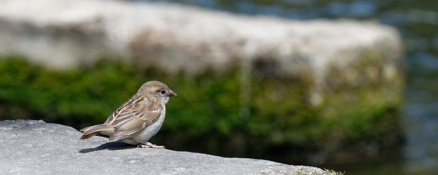  moineau cisalpin - passer italiae
