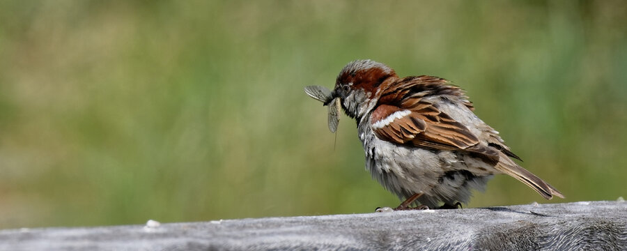  moineau cisalpin - passer italiae
