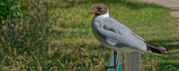  mouette rieuse - larus ridibundus -  mouette de gaston lagaffe,
