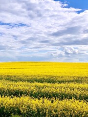 Fototapeta premium Field blooming yellow flowers against the blue sky with white feathery clouds