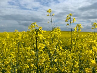 Obraz premium Rapeseed Flower and Plant with Summer Sky Background